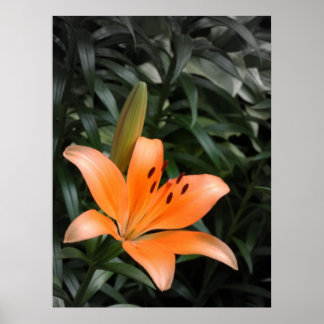 Affiches Orange Burst