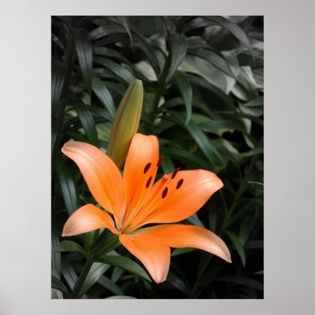 Affiches Orange Burst (Devant)