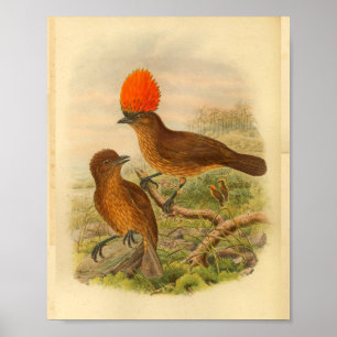 Affiches Orange Crested Bower Bird Brown Imprimer Vintage