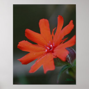 Affiches Orange Daisy Flower Close