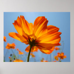 Affiches Orange Daisy Flowers Floral Art Prints Daisies