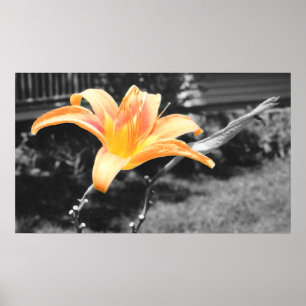 Affiches Orange Day Lily Picture