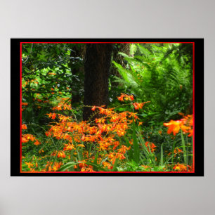Affiches Orange Flowers in Forest
