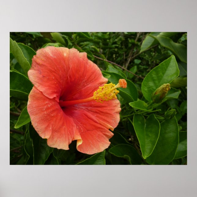 Affiches Orange Hibiscus Fleur Tropical Floral (Devant)