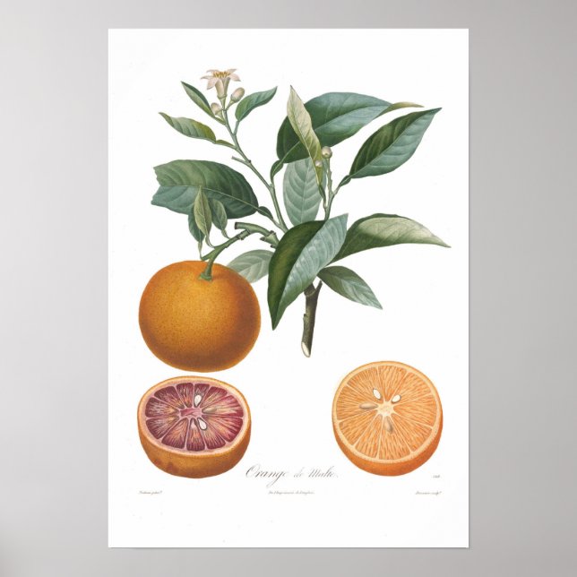 Affiches Orange, Orange de Malte (Devant)