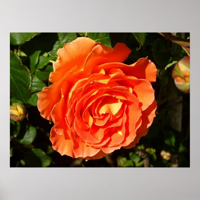 Affiches Orange Rose I Plutôt Floral (Devant)