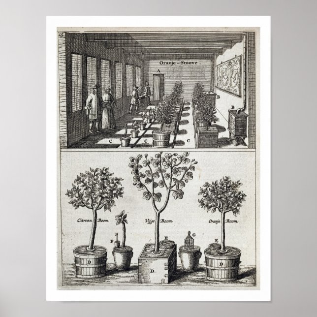 Affiches Orangerie, de 'De Nederlandze Hesperides' par Jan (Devant)