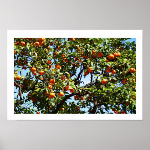 Affiches Oranges