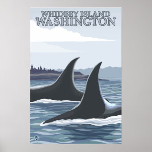 Affiches Orca Whales #1 - Whidbey, Washington