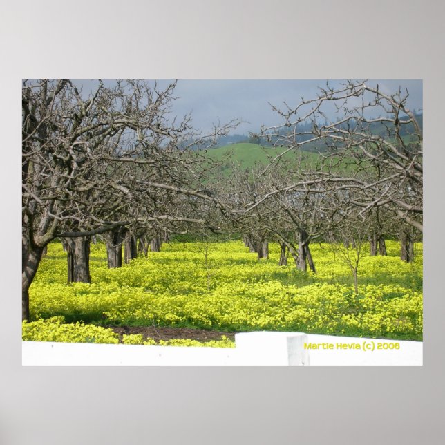 Affiches Orchard Mustard Fields (Devant)