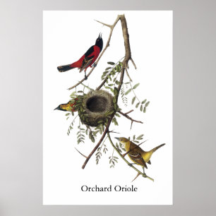 Affiches Orchard Oriole - John James Audubon