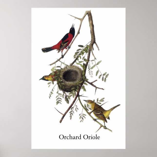 Affiches Orchard Oriole - John James Audubon (Devant)