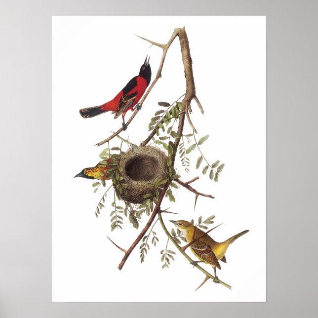Affiches Orchard Oriole par Audubon (Devant)