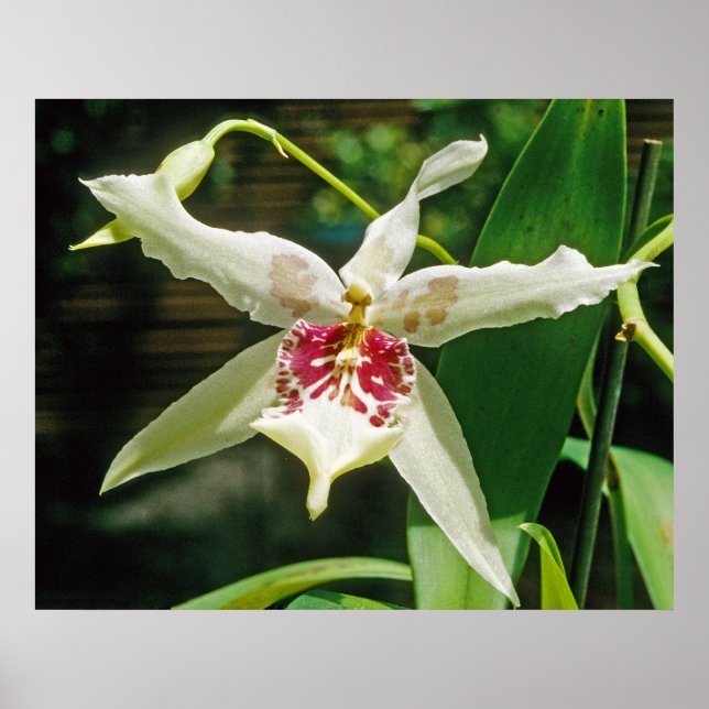 Affiches Orchid Beallara 'Tahoma Glacier' (Devant)
