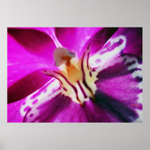 Affiches Orchide de Purple