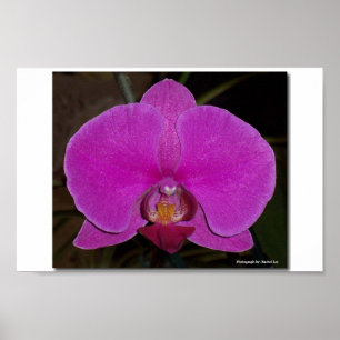Affiches Orchidée