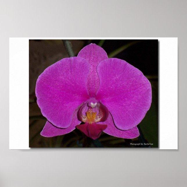 Affiches Orchidée (Devant)