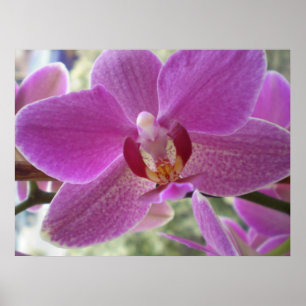 Affiches Orchidée