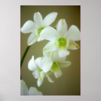Affiches orchidée
