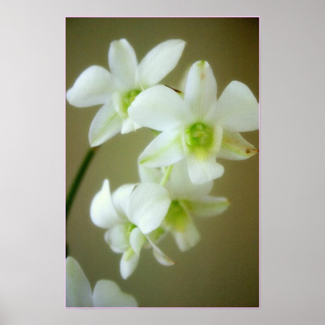 Affiches orchidée (Devant)