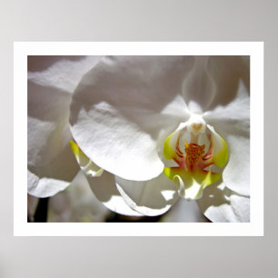 Affiches Orchidée blanche