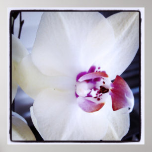 Affiches Orchidée blanche avec photo rose