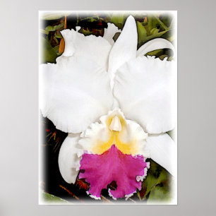 Affiches Orchidée blanche et pourpre de Cattleya