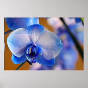 Affiches Orchidée bleue et blanche
