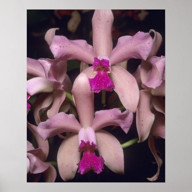 Affiches Orchidée (Cattleya amethystoglossa), Est (Devant)