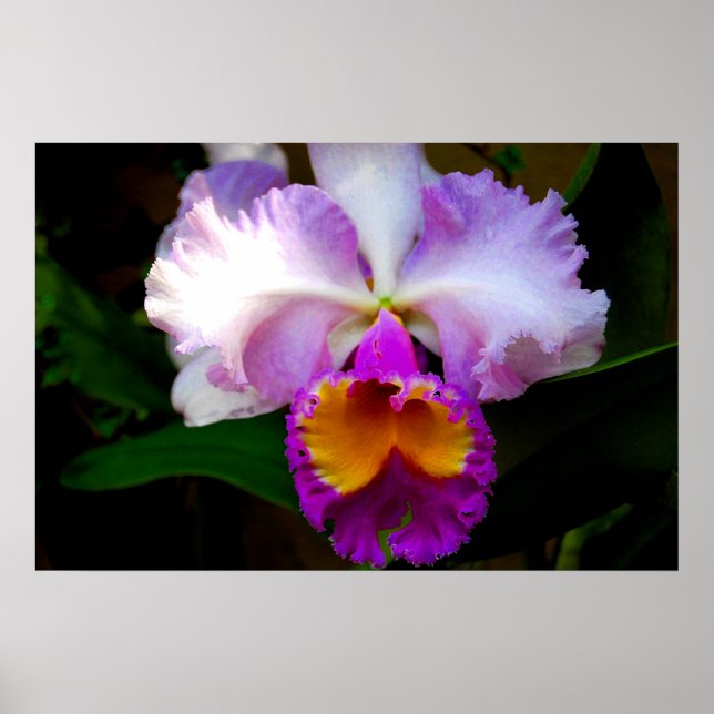 Affiches Orchidée de Cattleya - Blanc/Violet/Jaune (Devant)