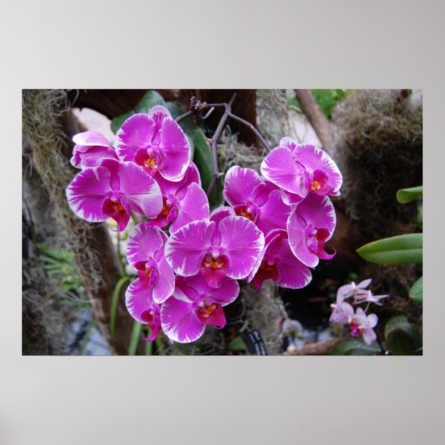 Affiches Orchidée de Phalaenopsis en habitat naturel (Devant)