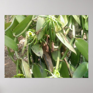 Affiches Orchidée de Vanilla Planifolia