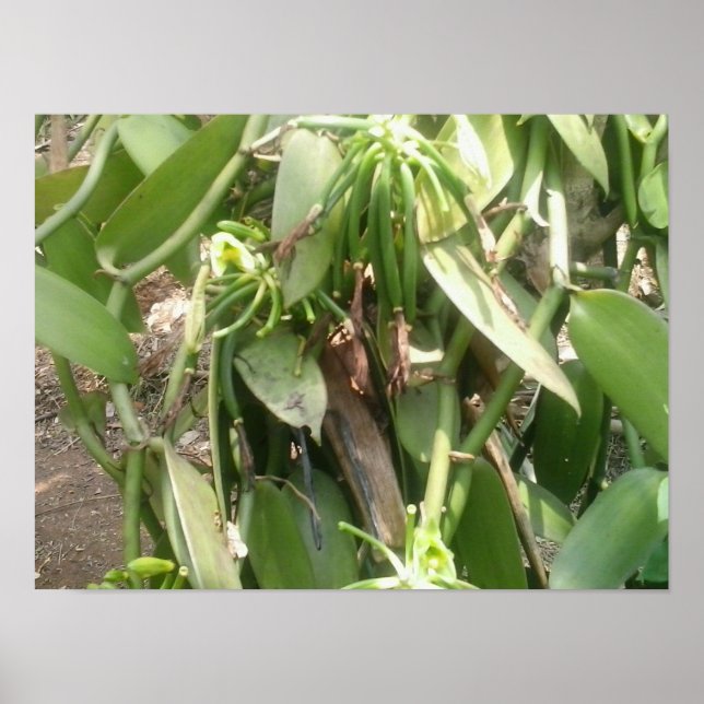 Affiches Orchidée de Vanilla Planifolia (Devant)