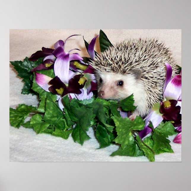 Affiches Orchidée du hérisson (Devant)