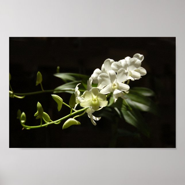 Affiches Orchidée en noir (Devant)