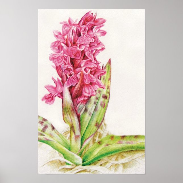 Affiches Orchidée hebrideaui : Dactylorhza majalis (Devant)