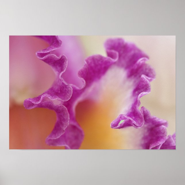 Affiches Orchidée hybride en gros plan, Delray Beach, Flori (Devant)
