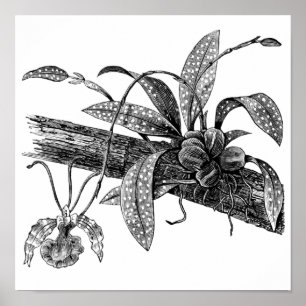 Affiches orchidée papillon