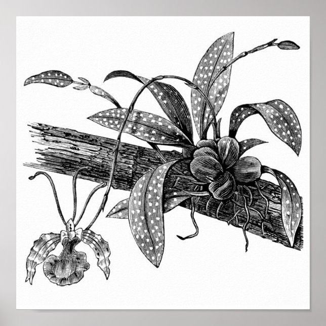 Affiches orchidée papillon (Devant)