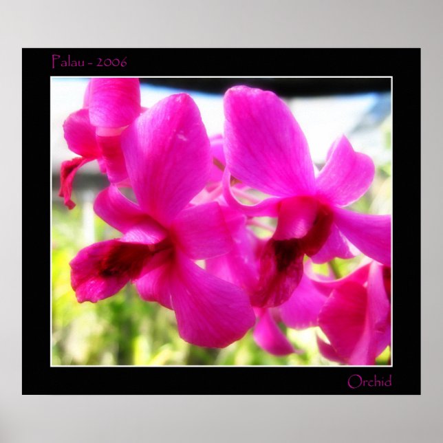 Affiches Orchidée rose (Devant)