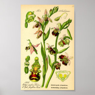 Affiches Orchidée tardive (Ophrys fuciflora)