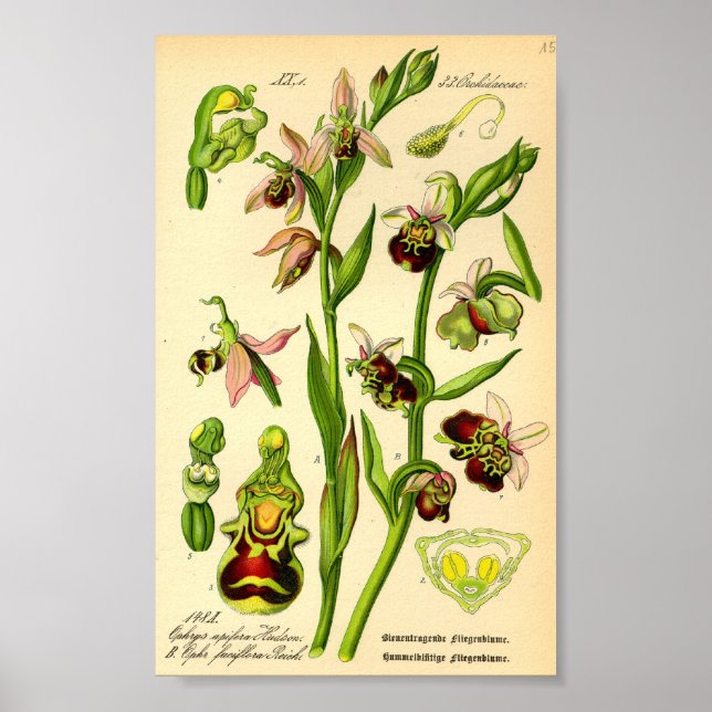 Affiches Orchidée tardive (Ophrys fuciflora) (Devant)