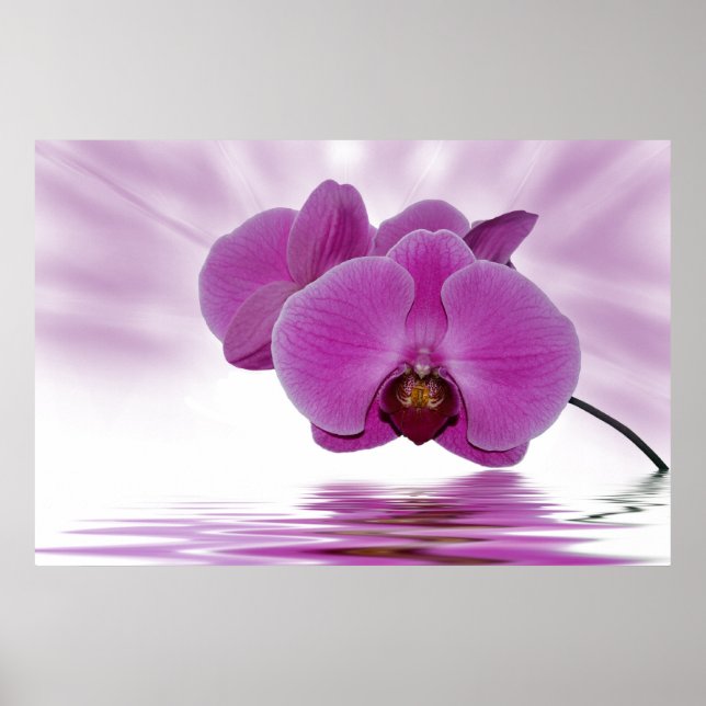 Affiches Orchidée tropicale (Devant)