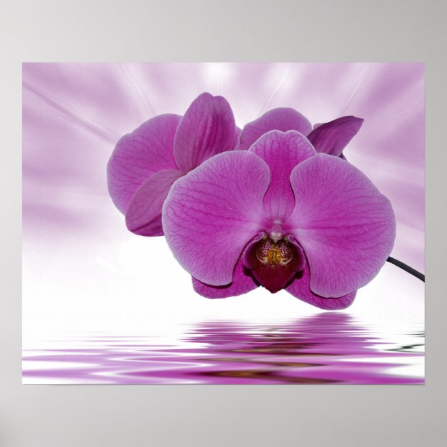 Affiches Orchidée tropicale (Devant)