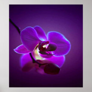 Affiches Orchidée violette