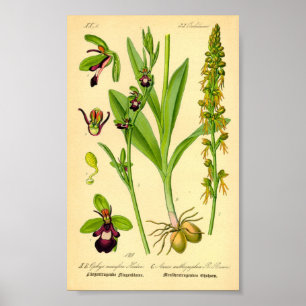 Affiches Orchidée volante (Ophrys insectifera)