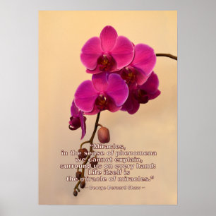 Affiches Orchidées avec devis Miracle