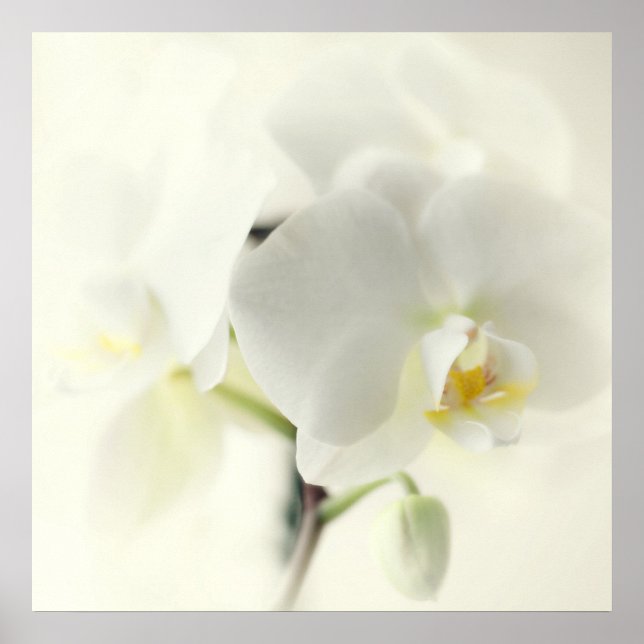 Affiches orchidées blanches (Devant)