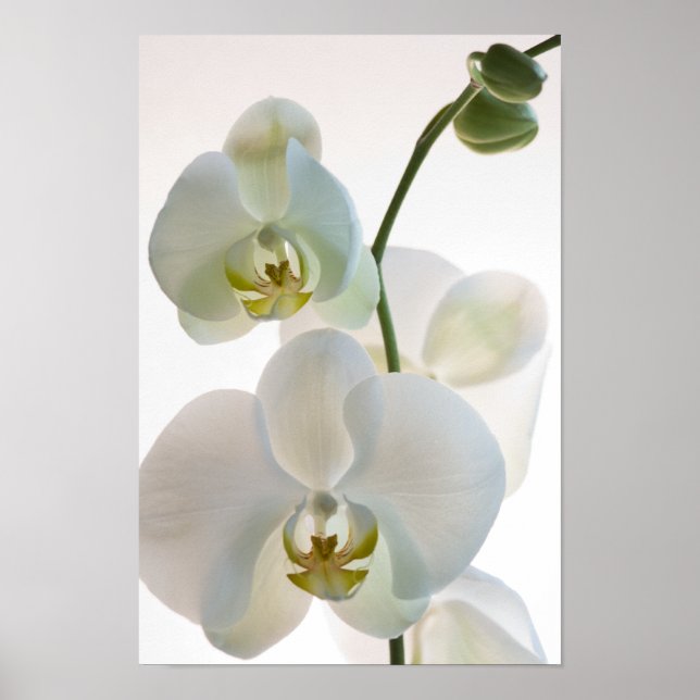 Affiches Orchidées blanches (Devant)