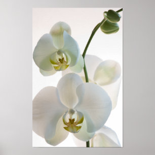 Affiches Orchidées blanches